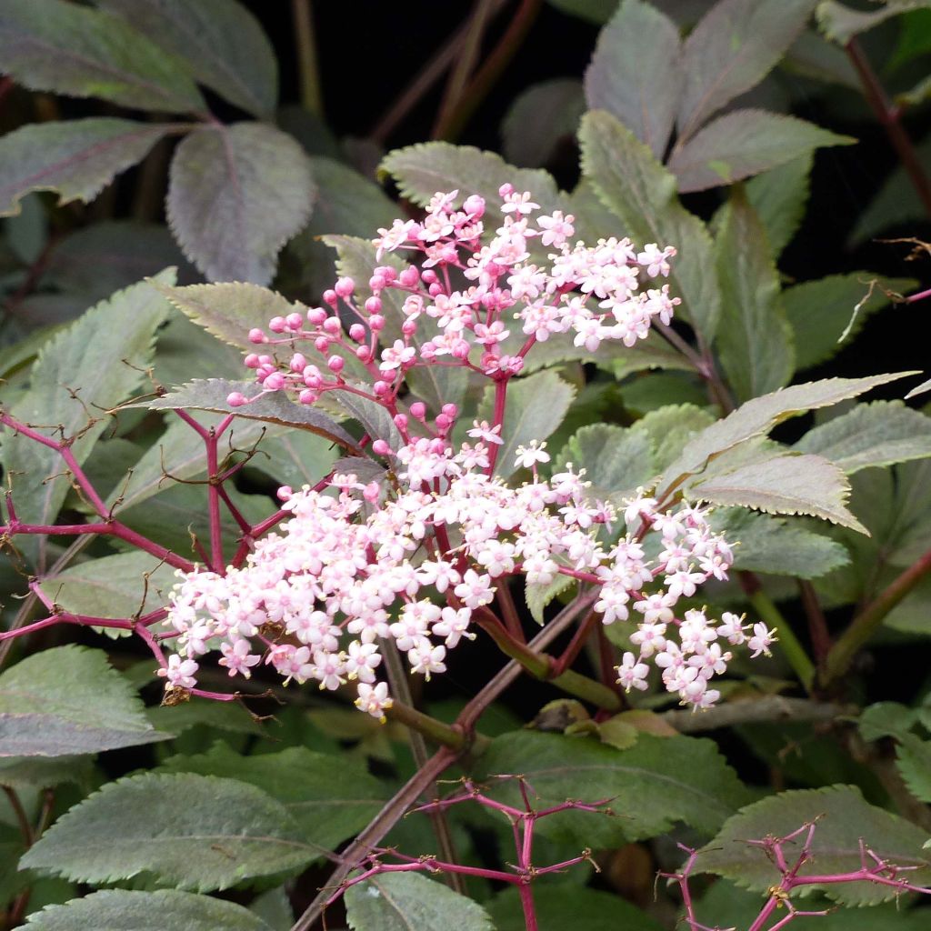 Sambucus nigra Thundercloud - Black Elder