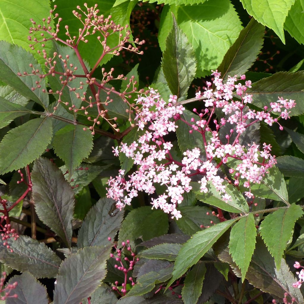 Sambucus nigra Thundercloud - Black Elder