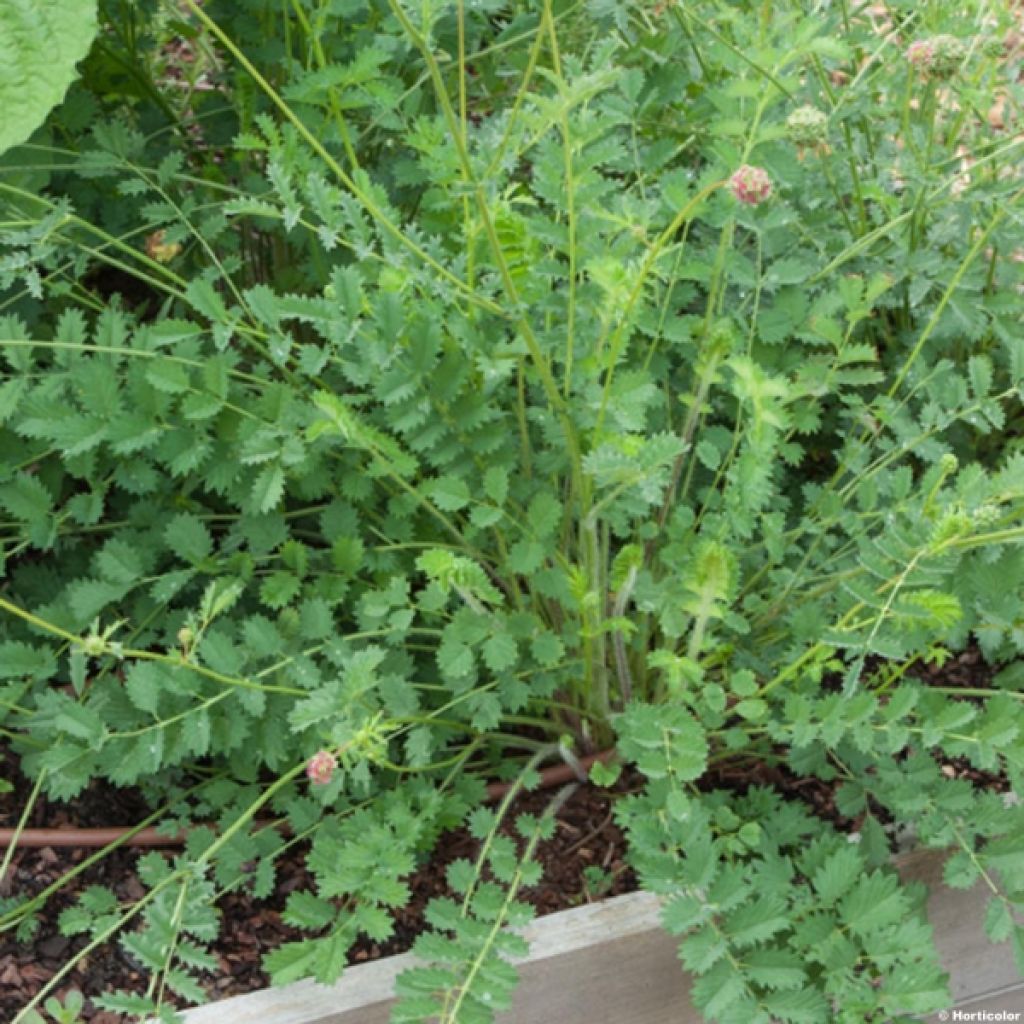 Sanguisorba minor - Petite Pimprenelle