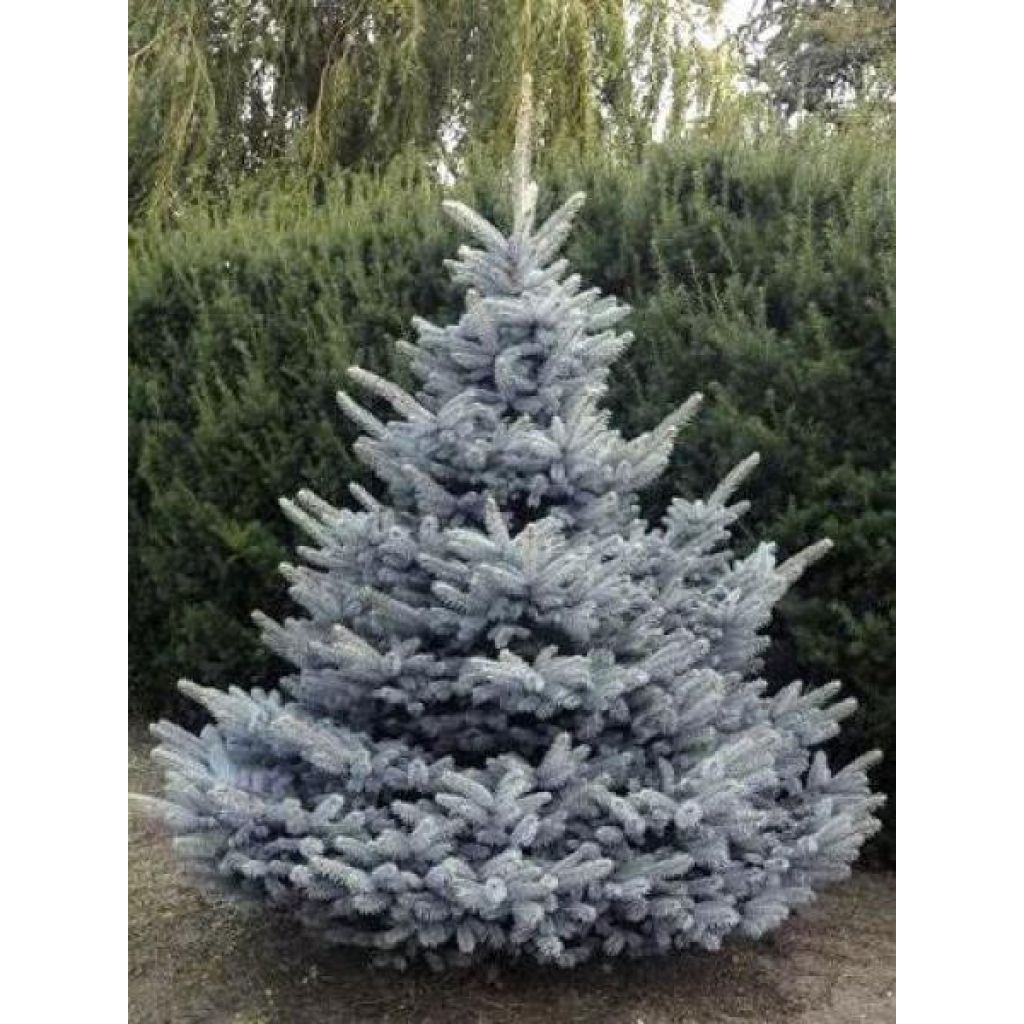 Picea pungens Blue Diamond - Blue Spruce