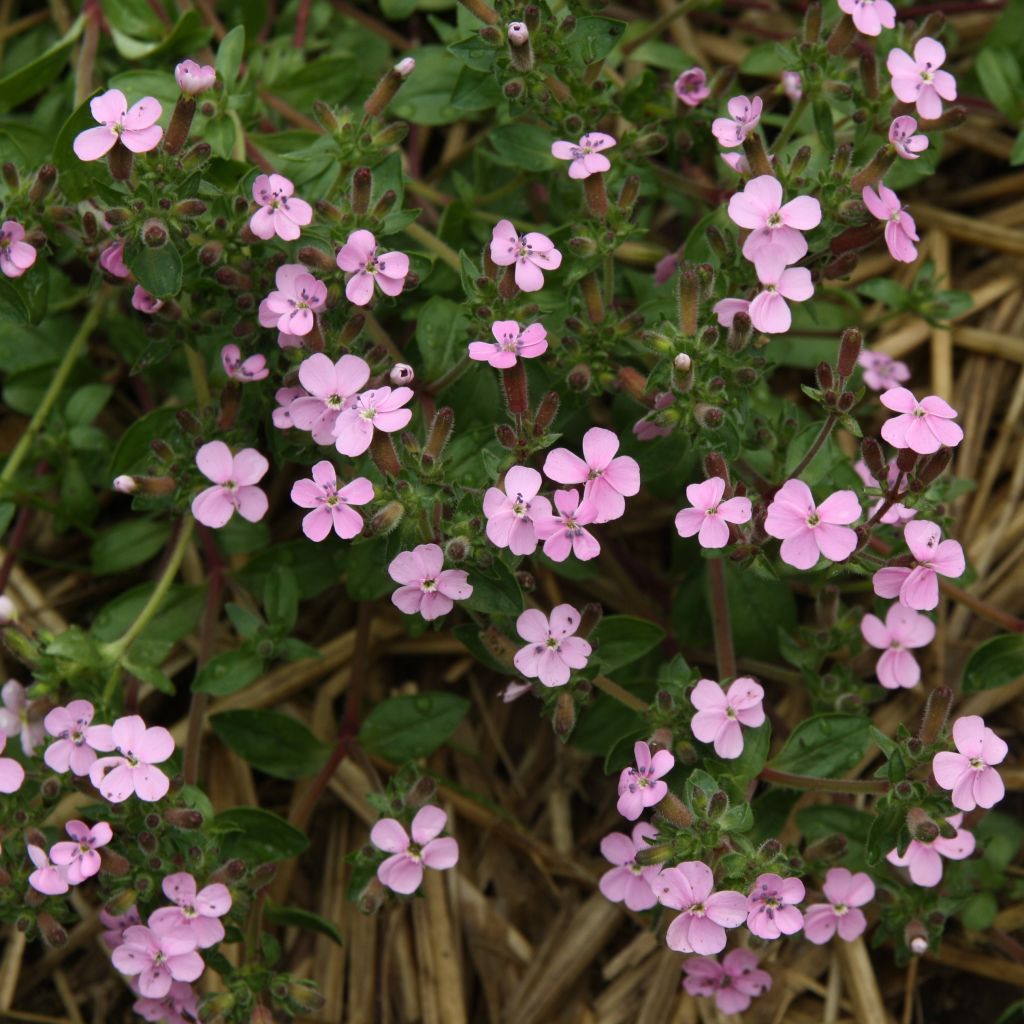 Saponaria ocymoides