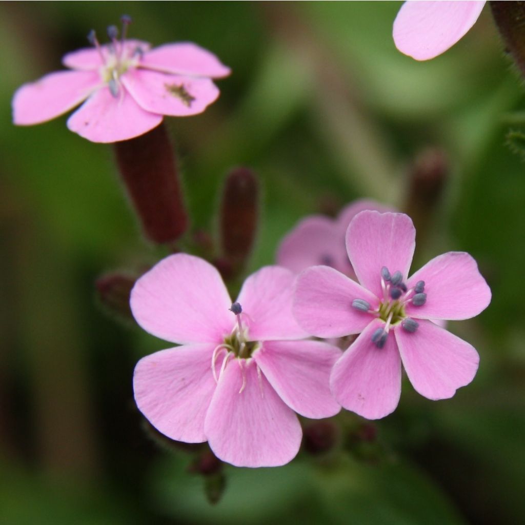 Saponaria ocymoides