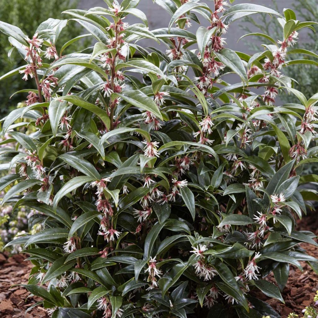 Sarcococca hookeriana Winter Gem