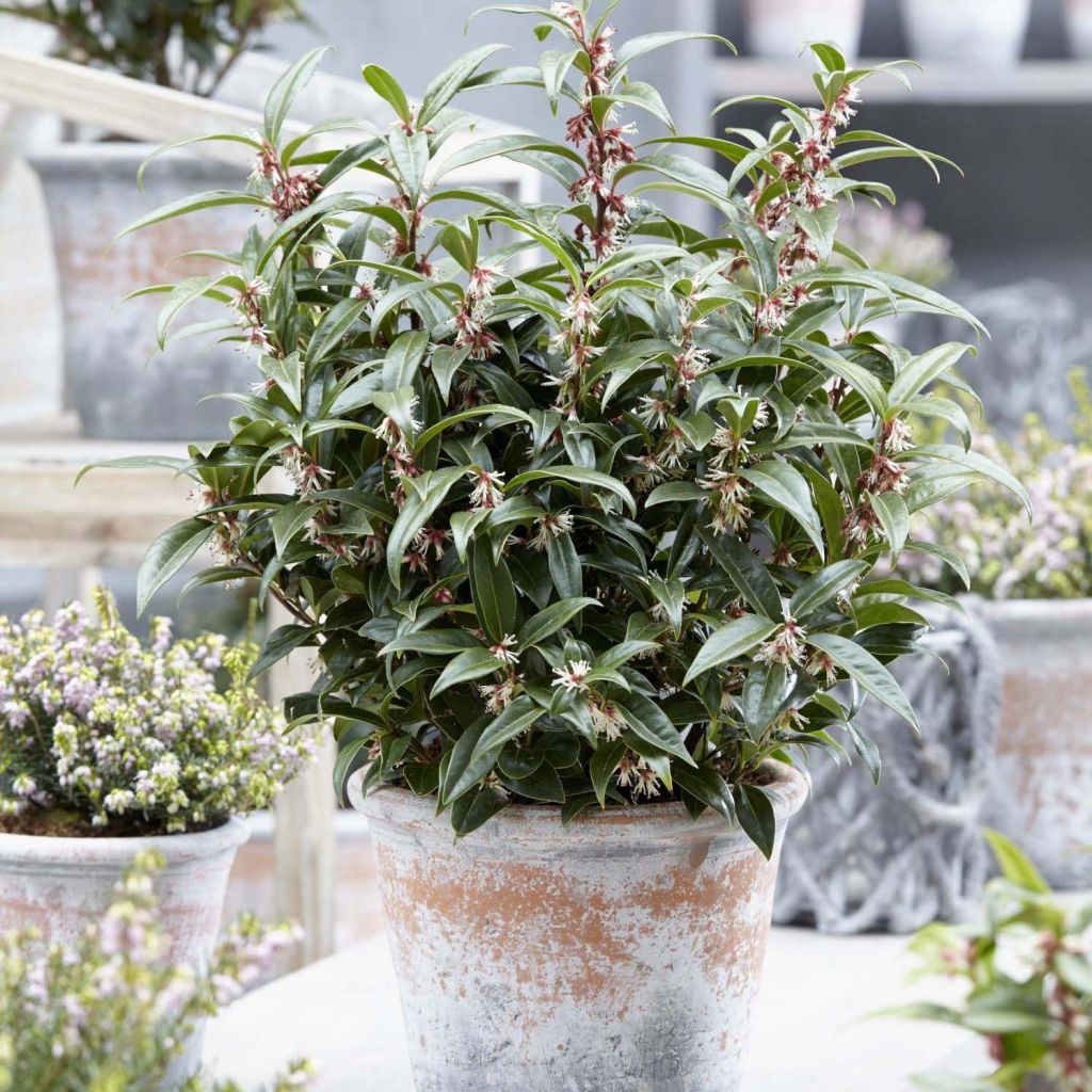 Sarcococca hookeriana Winter Gem