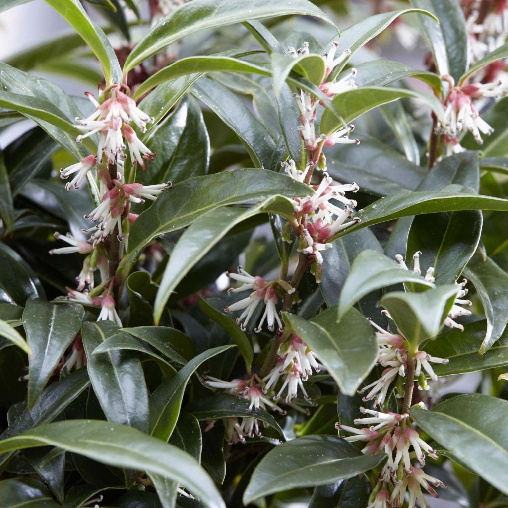 Sarcococca hookeriana Winter Gem