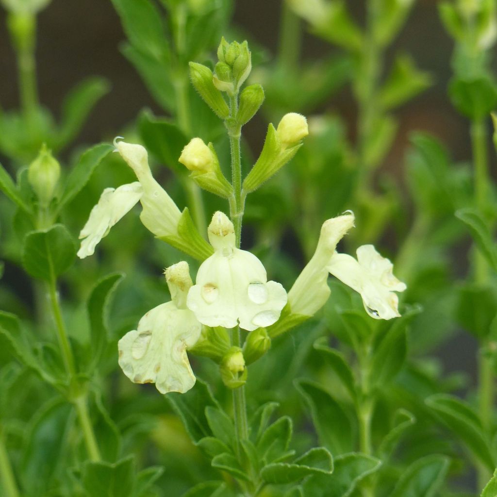 Salvia jamensis Lemon Light