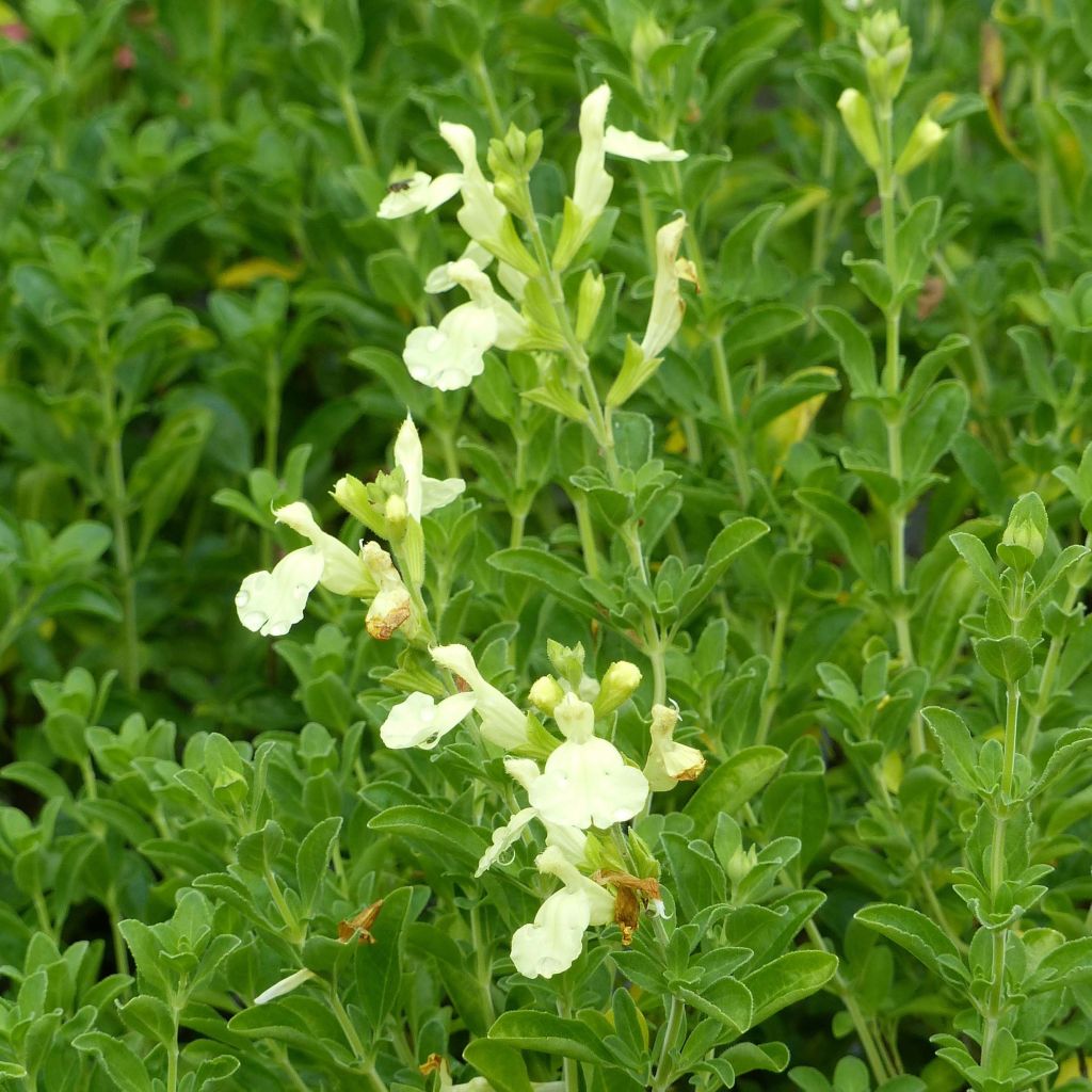 Salvia jamensis Lemon Light