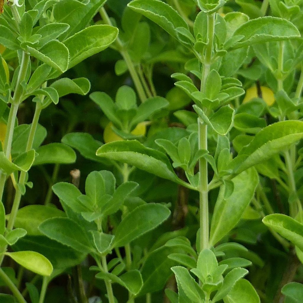 Salvia jamensis Lemon Light