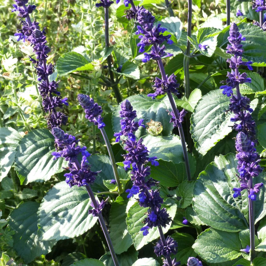 Salvia farinacea Big Blue