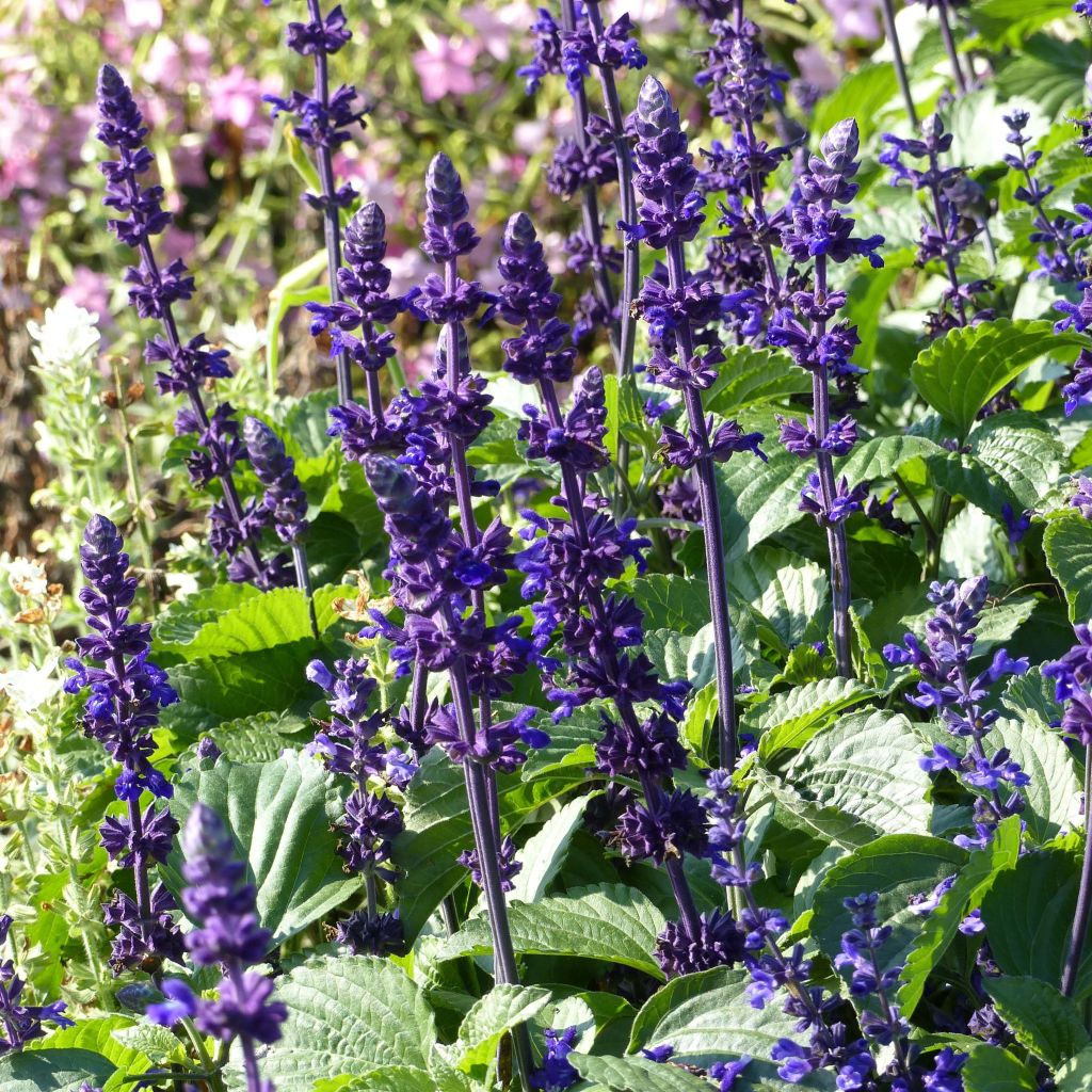 Salvia farinacea Big Blue