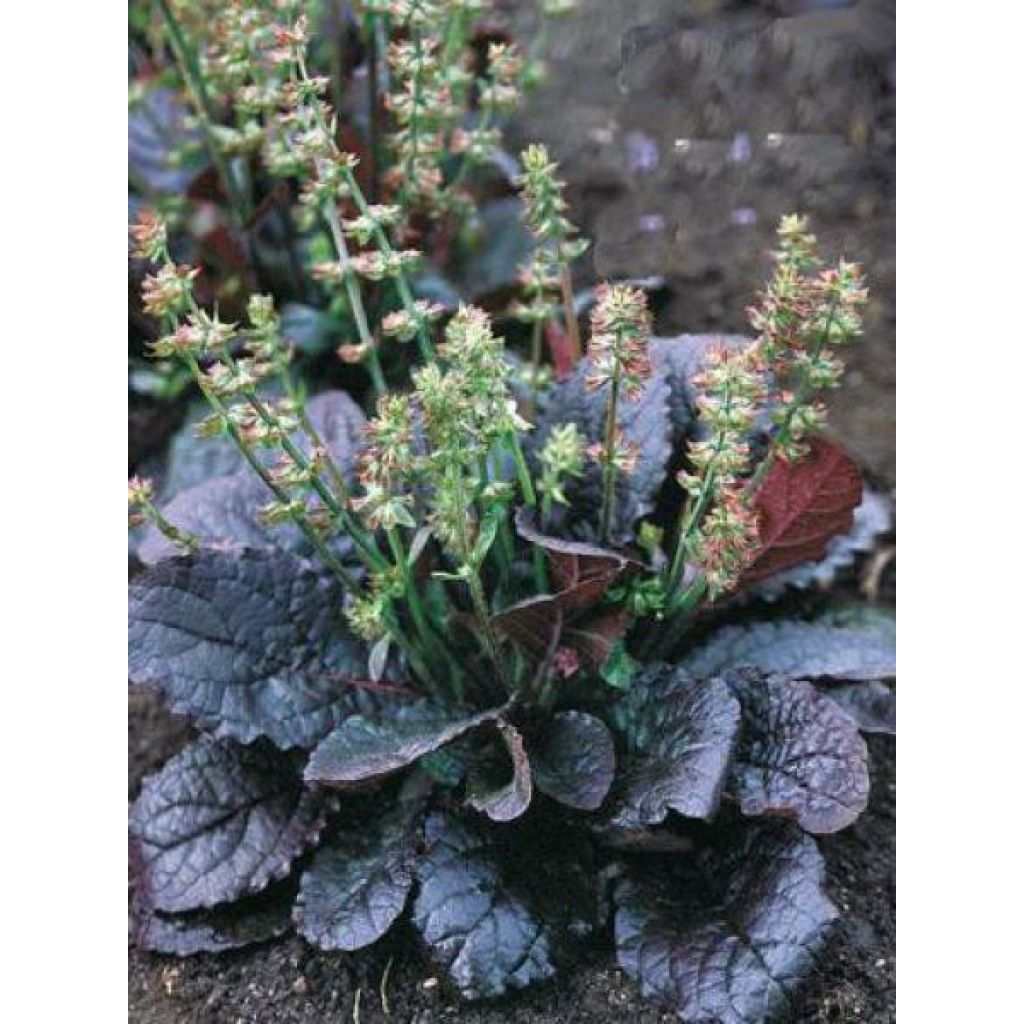 Salvia lyrata Purple Knockout