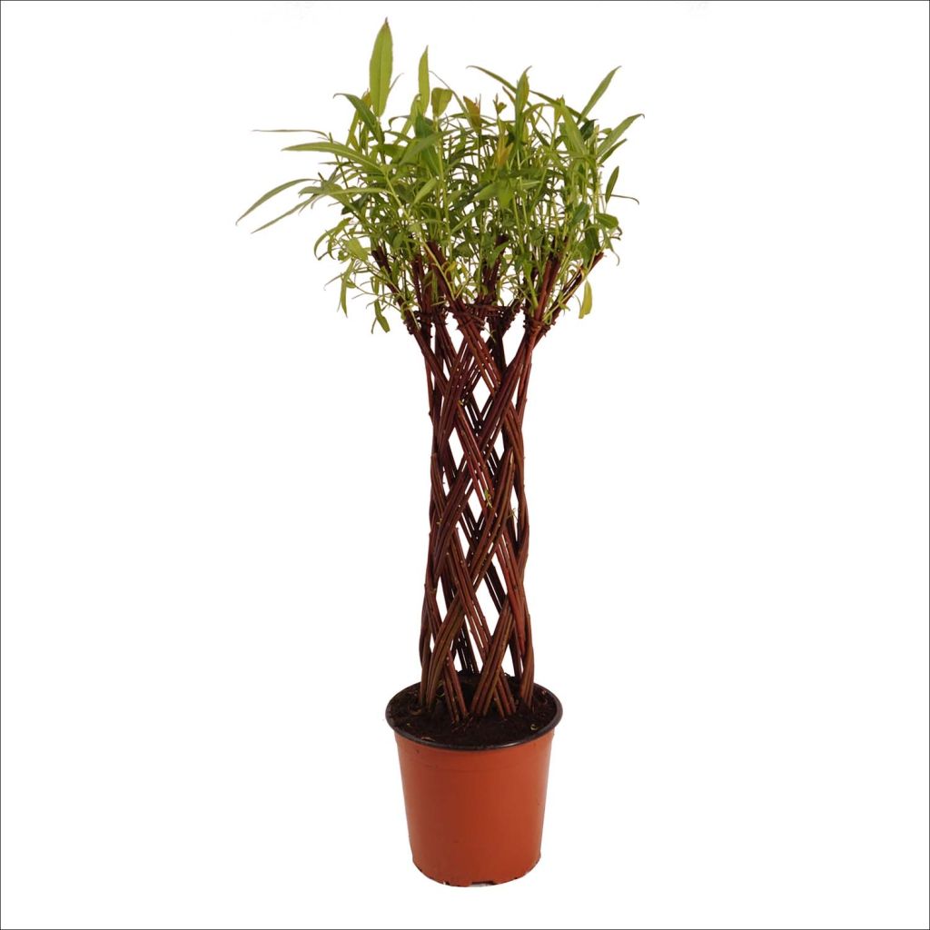 Salix purpurea Americana - Purple Willow