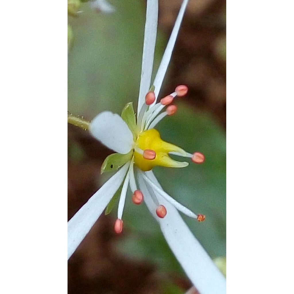 Saxifraga fortunei Wada