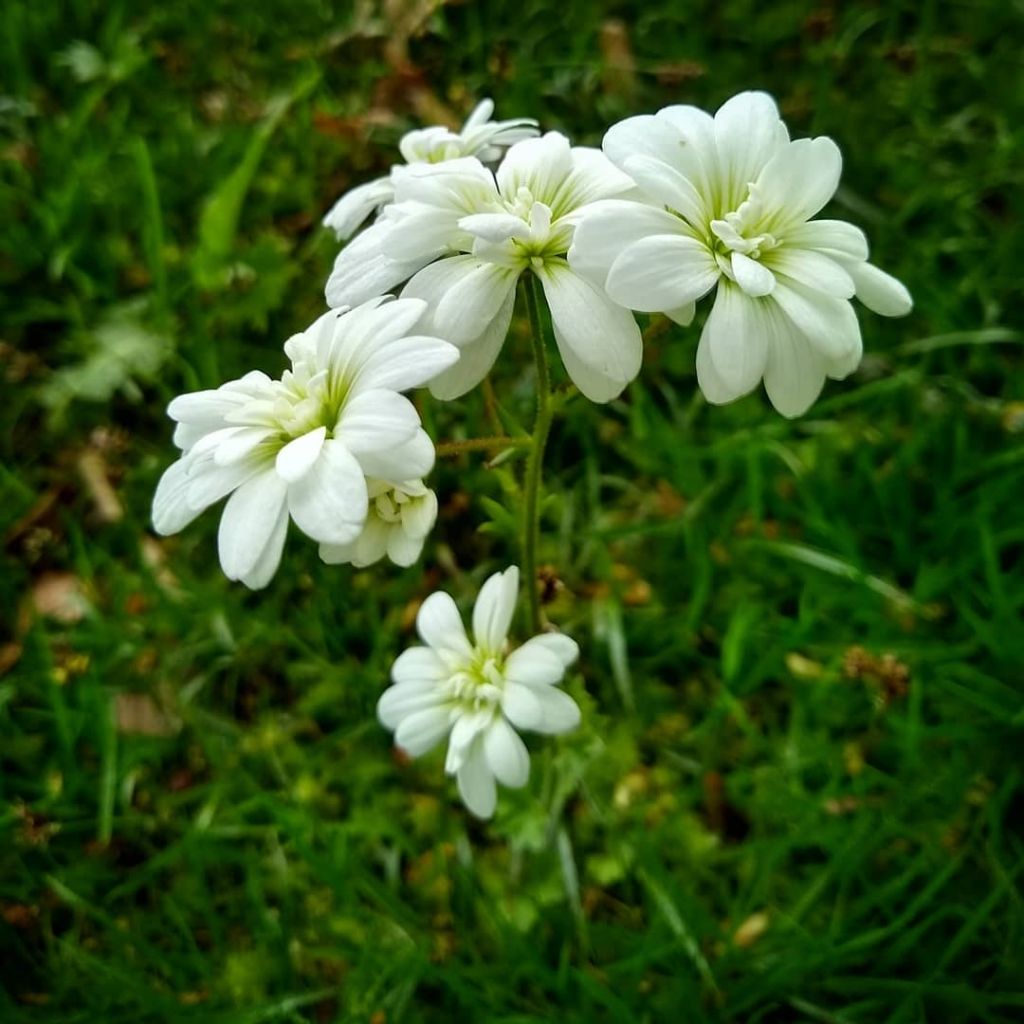 Saxifraga granulata Flore Pleno