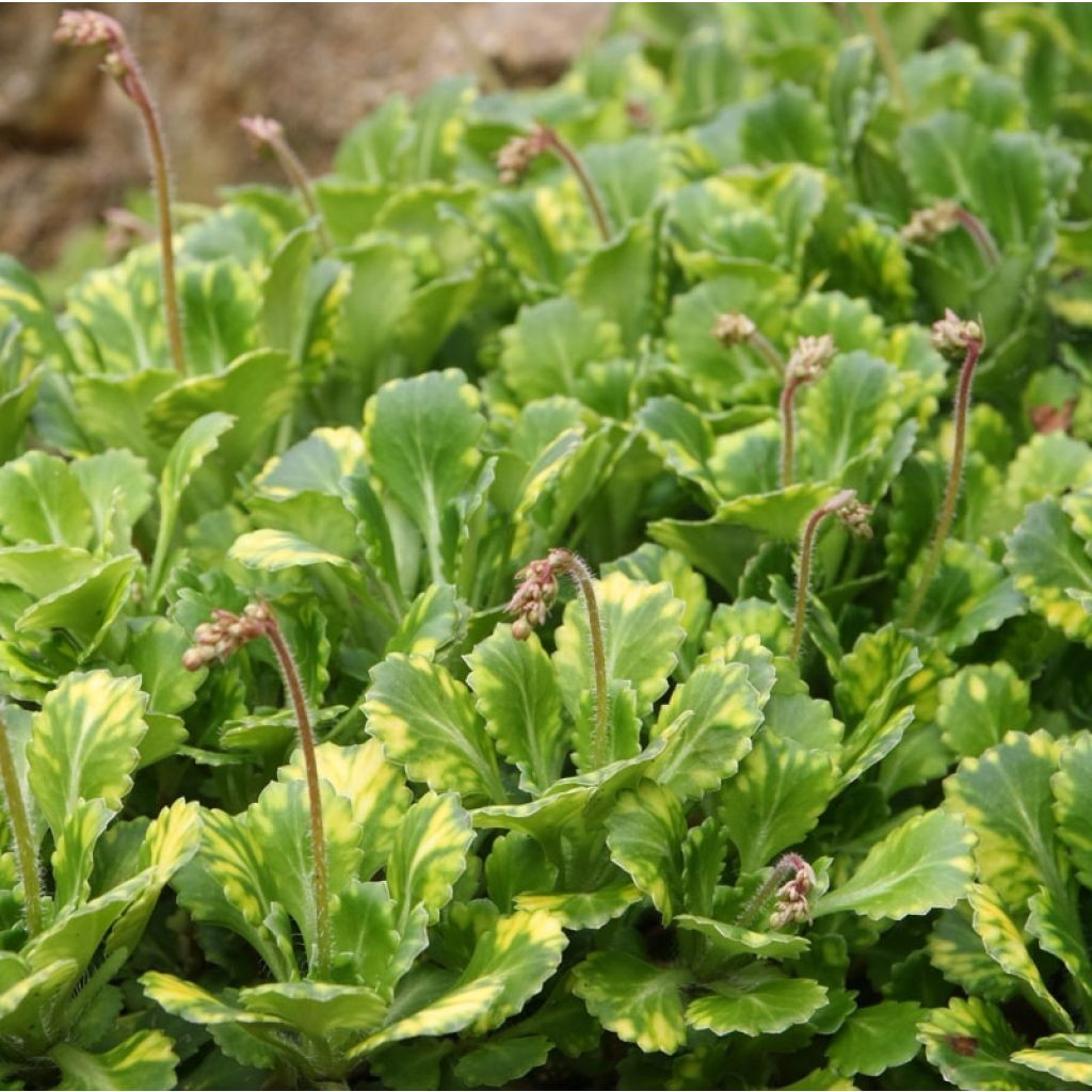 Saxifraga umbrosa Variegata