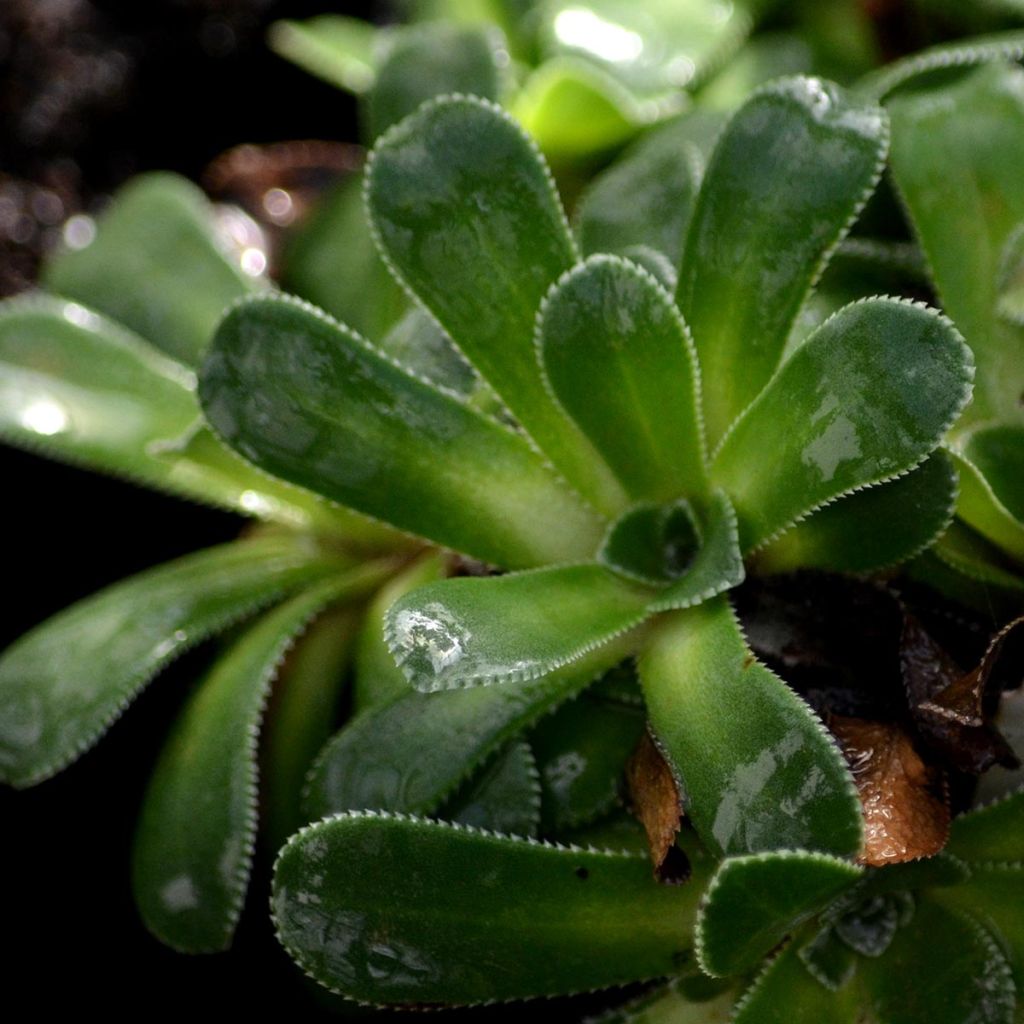 Saxifrage cotyledon south side seedling, Saxifraga