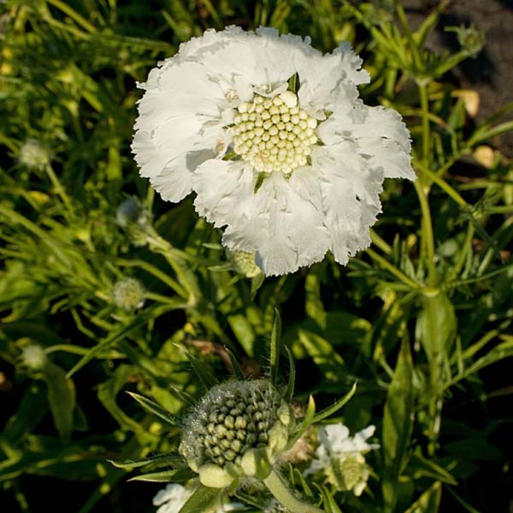 Scabiosa caucasica Alba