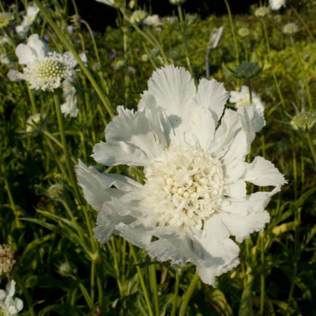 Scabiosa caucasica Alba