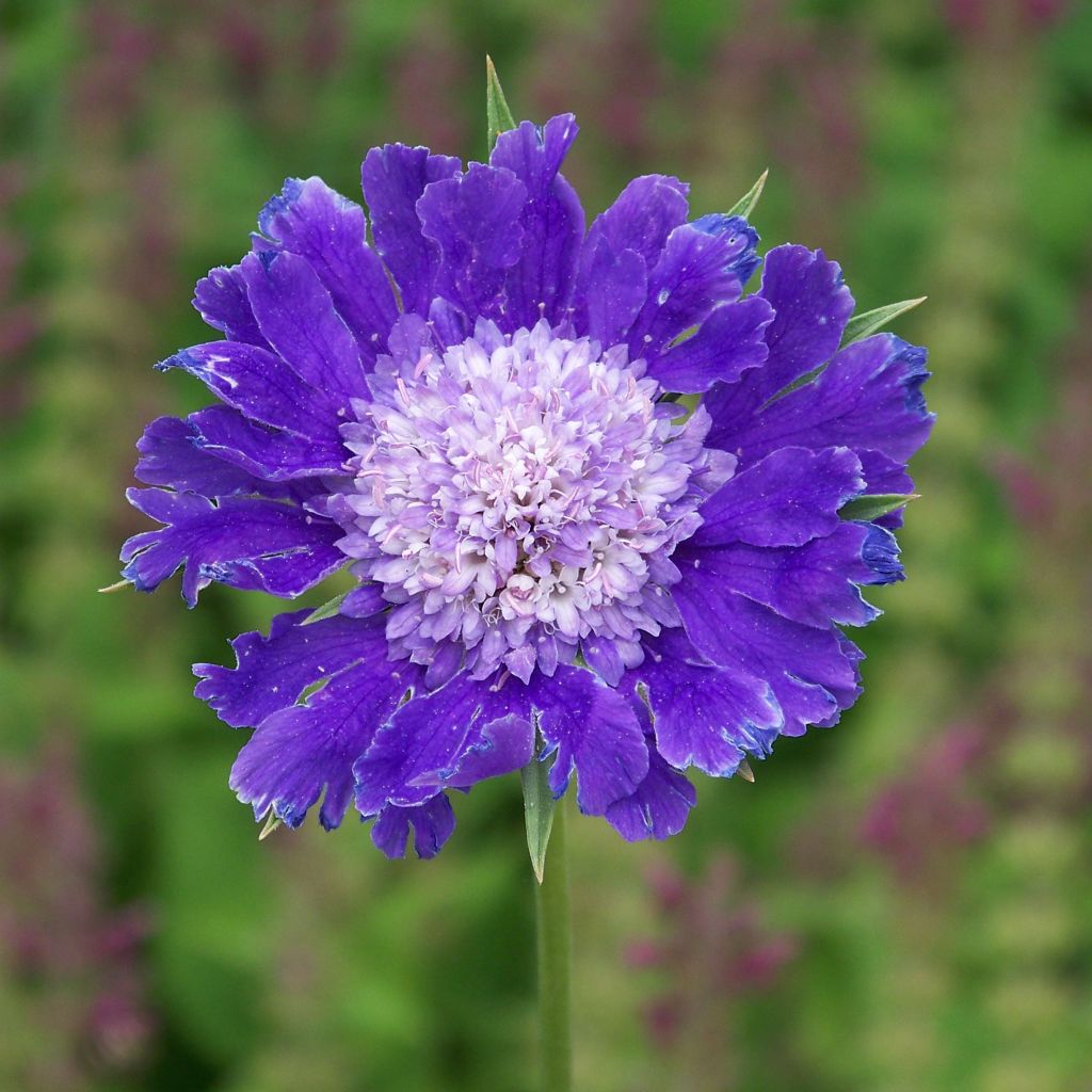 Scabiosa caucasica Fama