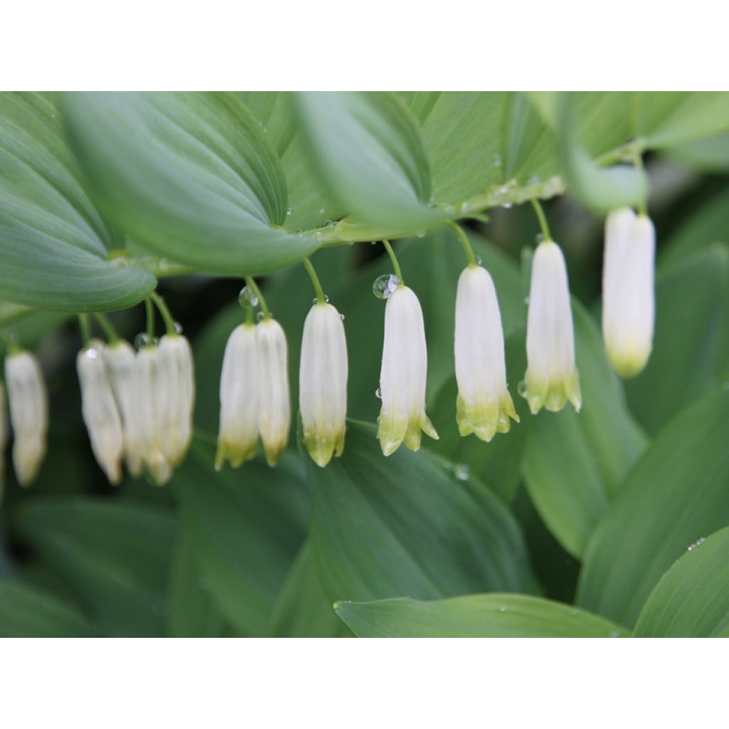 Polygonatum multiflorum - Solomon's Seal