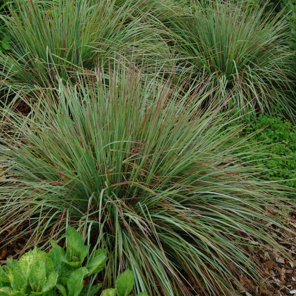 Schizachyrium scoparium Standing Ovation