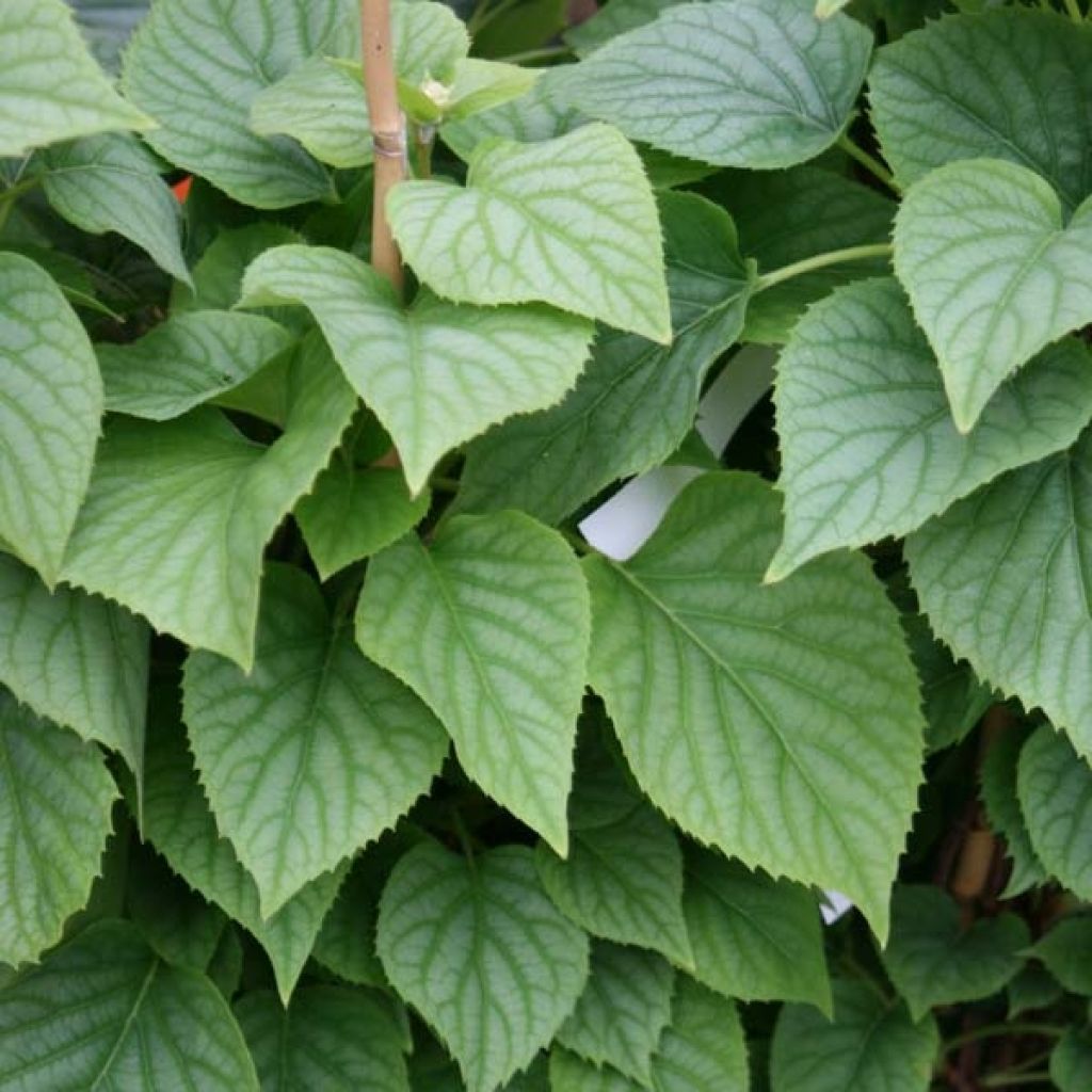 Schizophragma hydrangeoides Moonlight