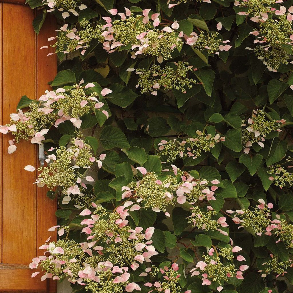 Schizophragma  hydrangeoides  Rose Sensation