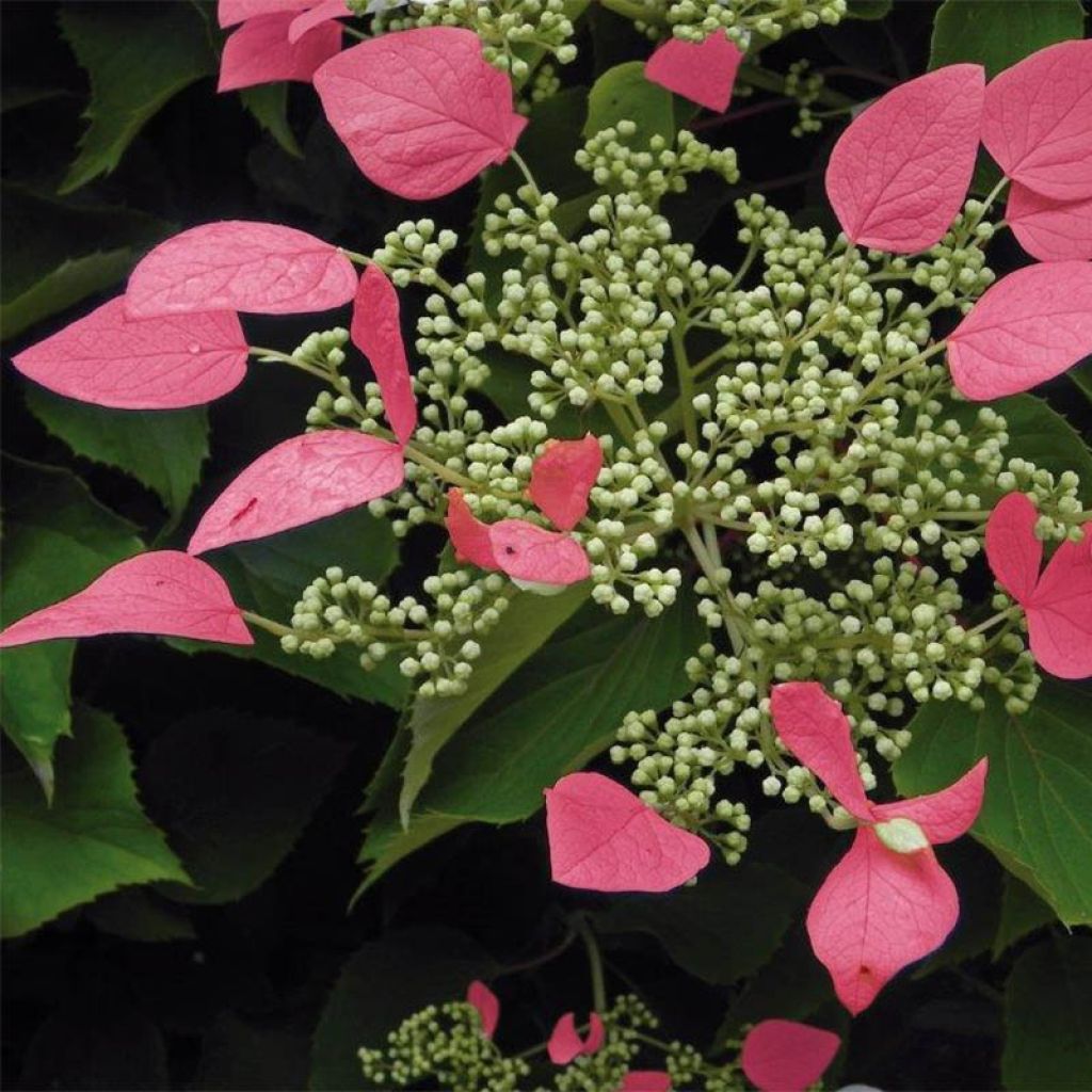 Schizophragma hydrangeoides Rose Sensation