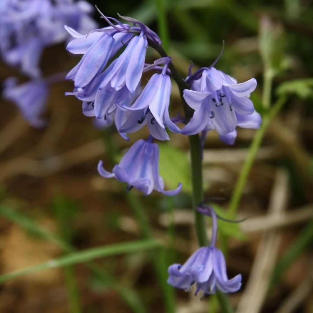 Hyacinthoides hispanica 