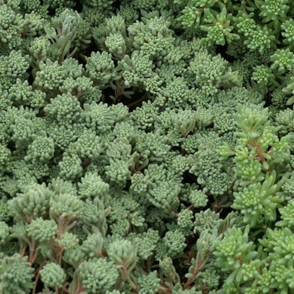 Sedum lydium Glaucum - Stonecrop