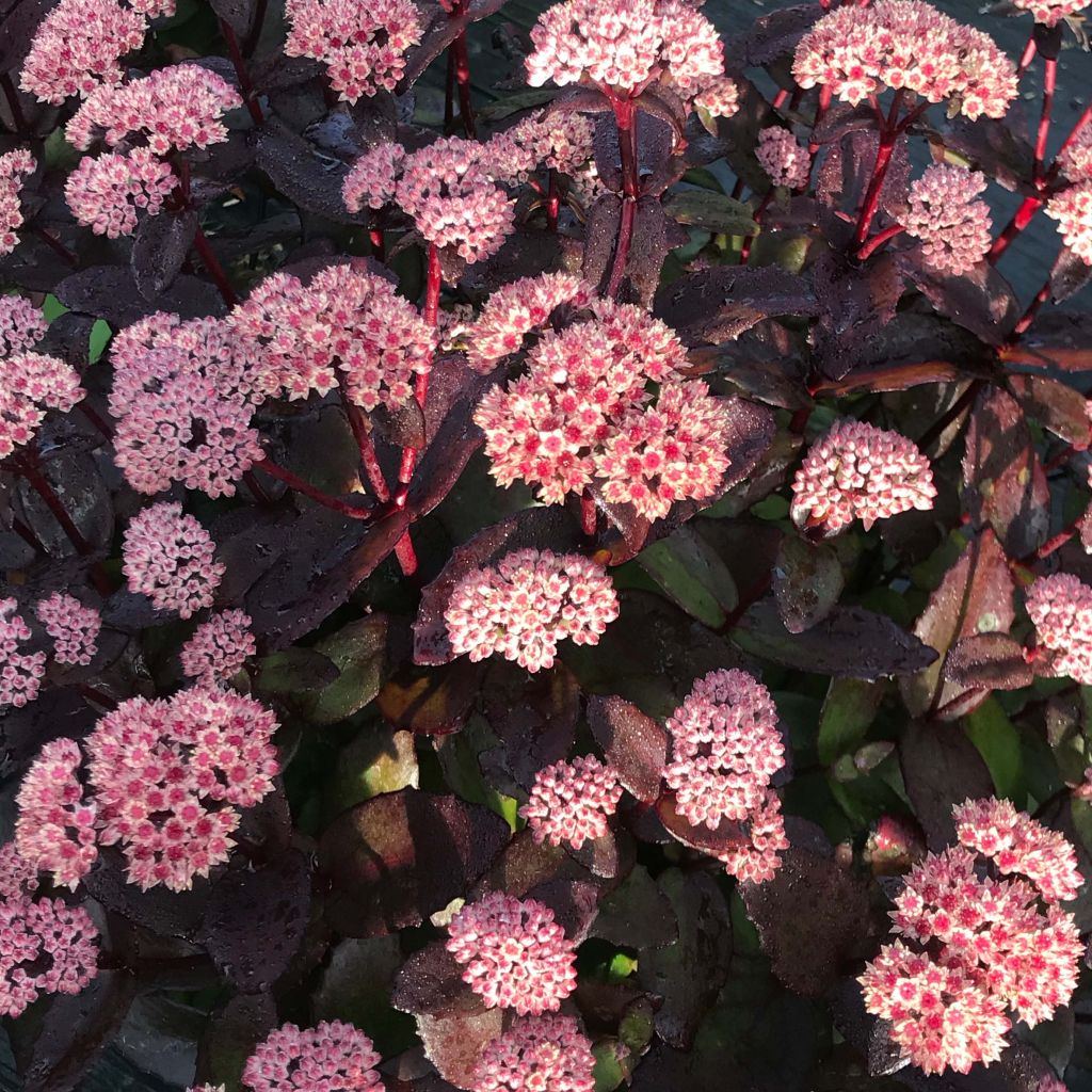 Sedum Black Knight - Autumn Stonecrop