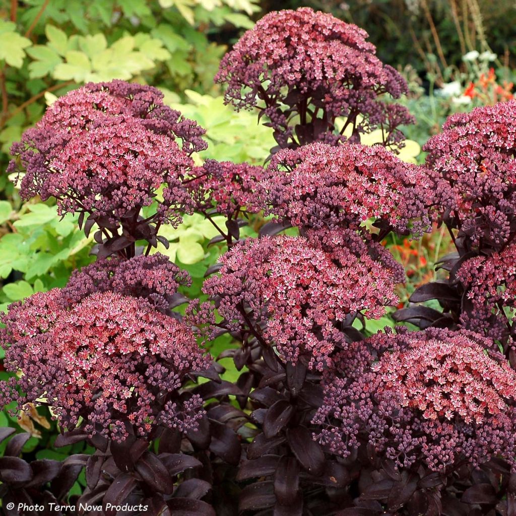 Sedum telephium Dark Magic - Autumn Stonecrop