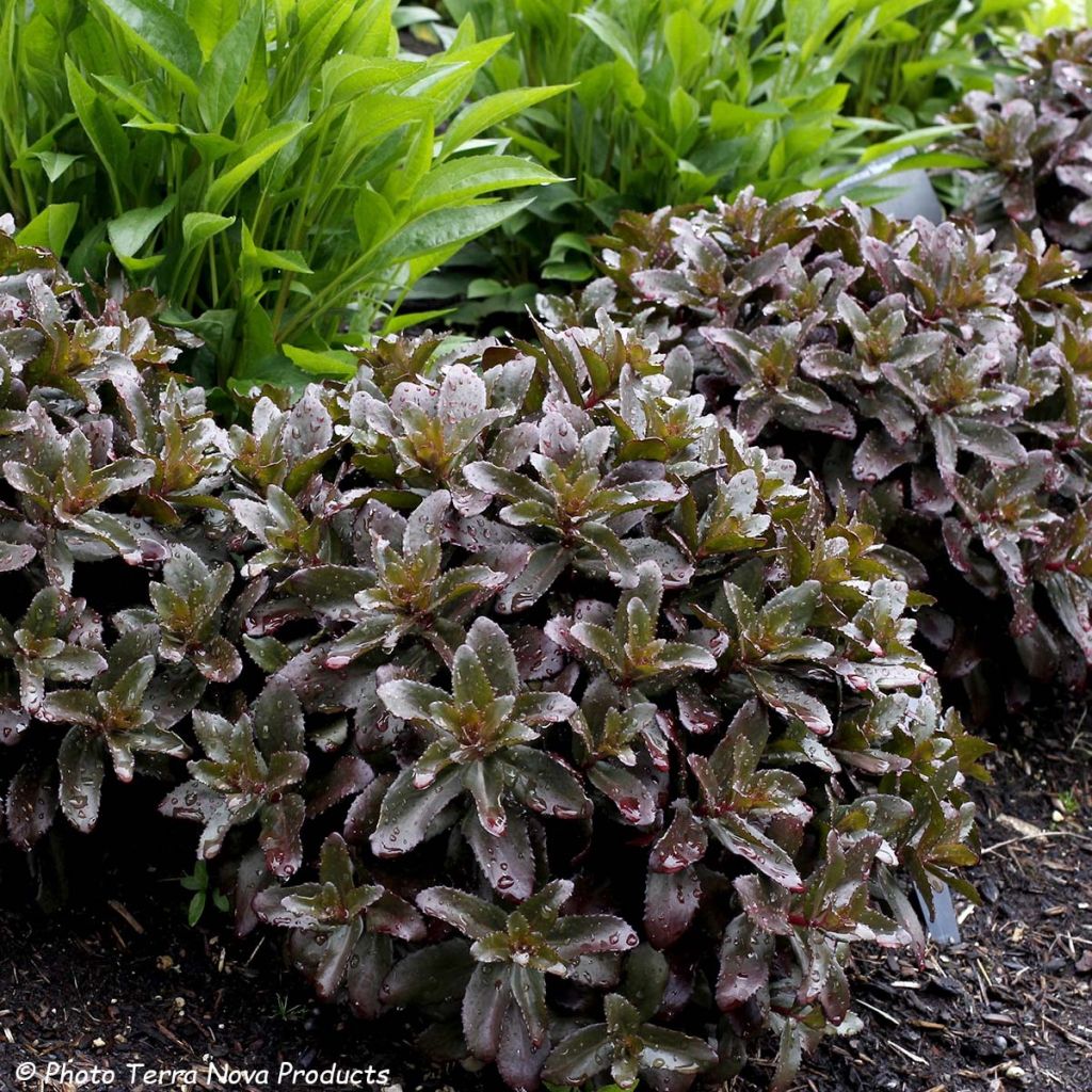 Sedum telephium Dark Magic - Autumn Stonecrop