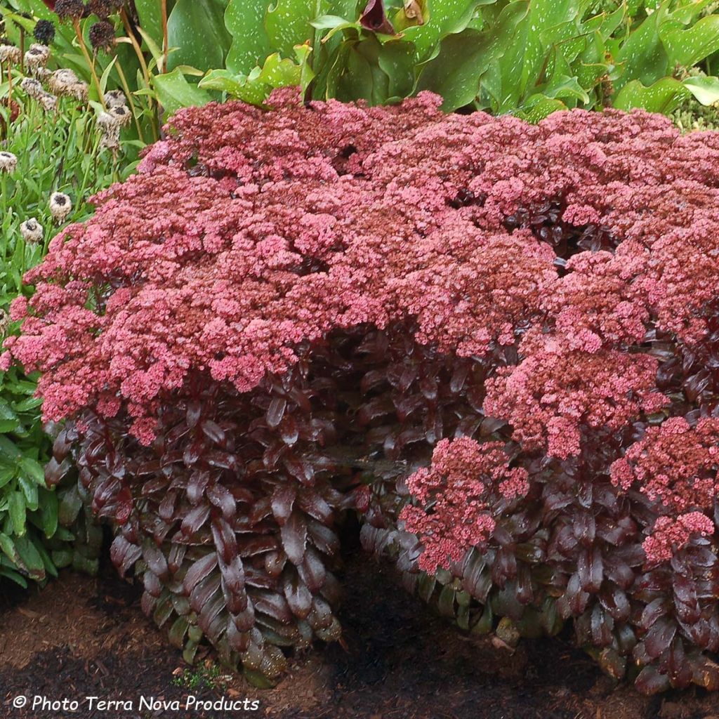 Sedum telephium Dark Magic - Autumn Stonecrop