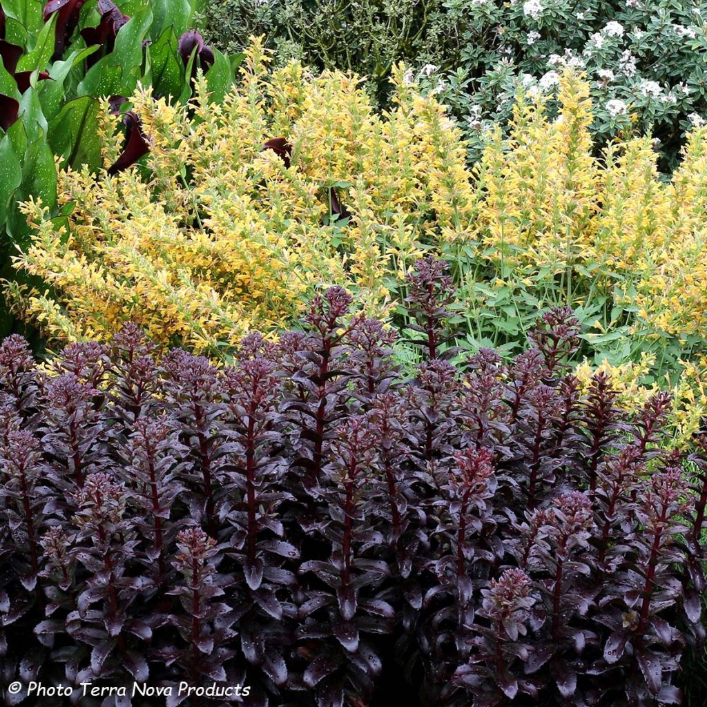 Sedum telephium Dark Magic - Autumn Stonecrop