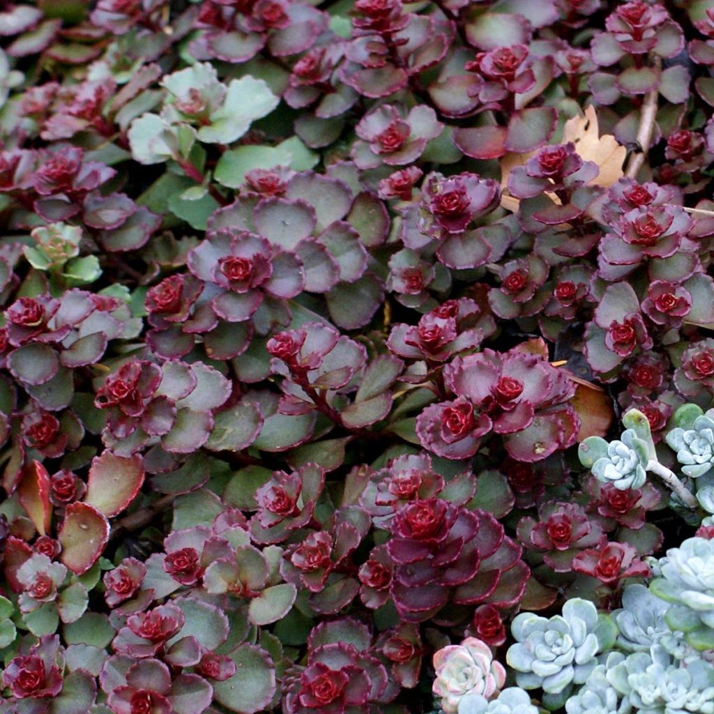 Sedum spurium Dragons Blood - Autumn Stonecrop