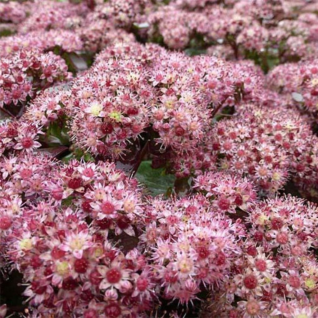 Sedum Strawberry and Cream - Stonecrop