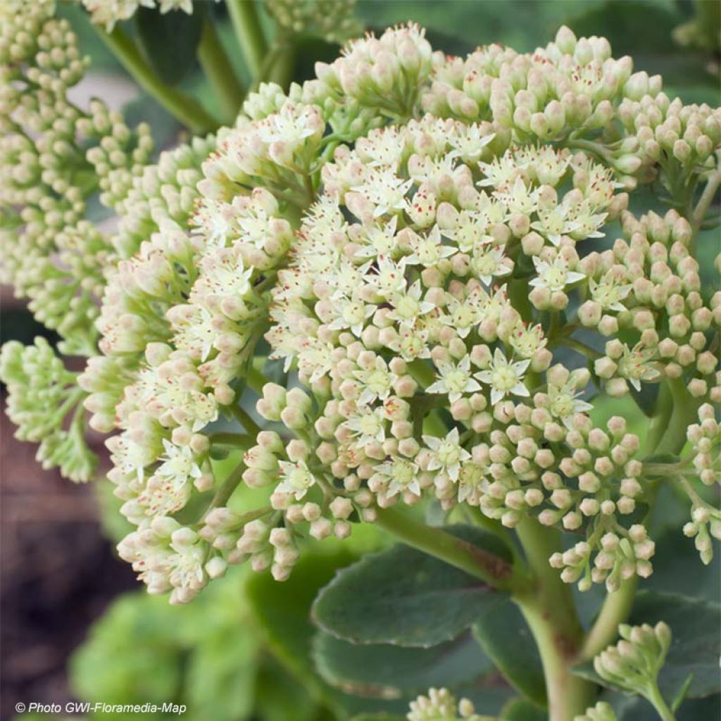 Sedum Sunkissed - Autumn Stonecrop