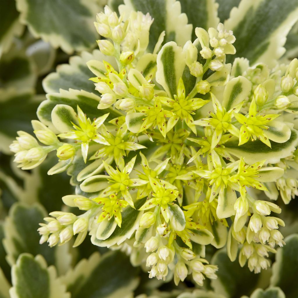 Sedum takesimense Atlantis - Stonecrop