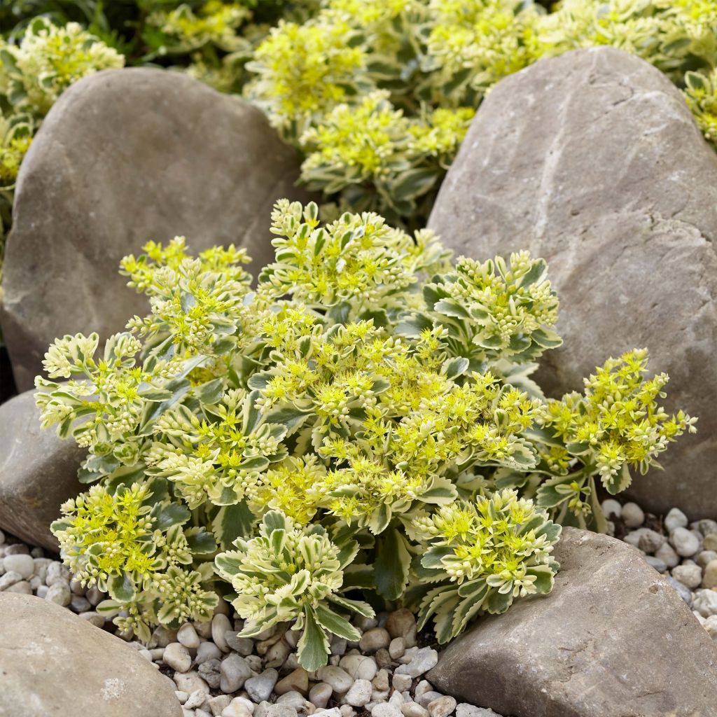 Sedum takesimense Atlantis - Stonecrop