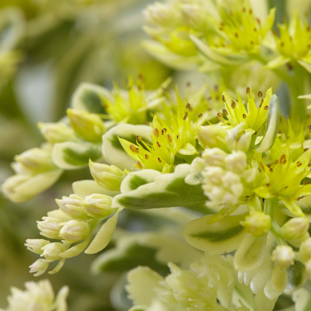 Sedum takesimense Atlantis - Stonecrop