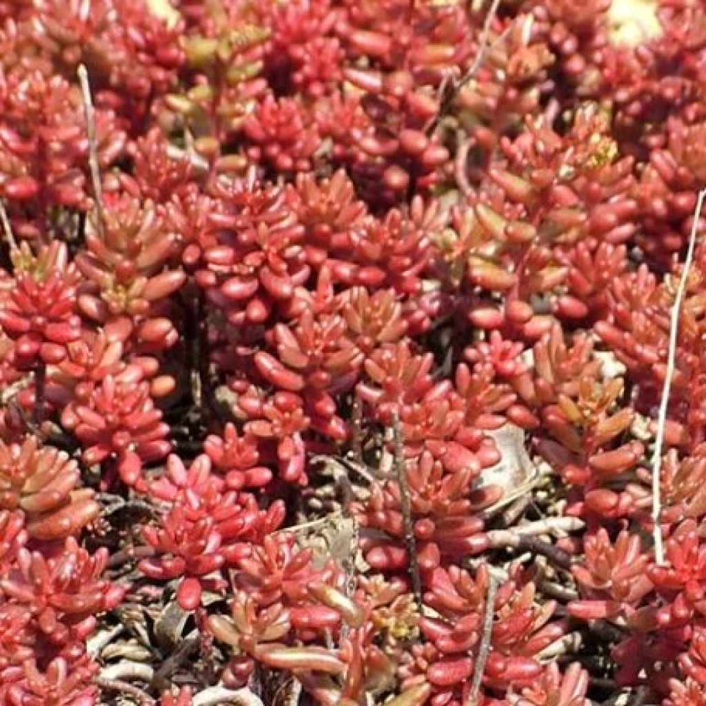 Sedum album var. murale - Stonecrop