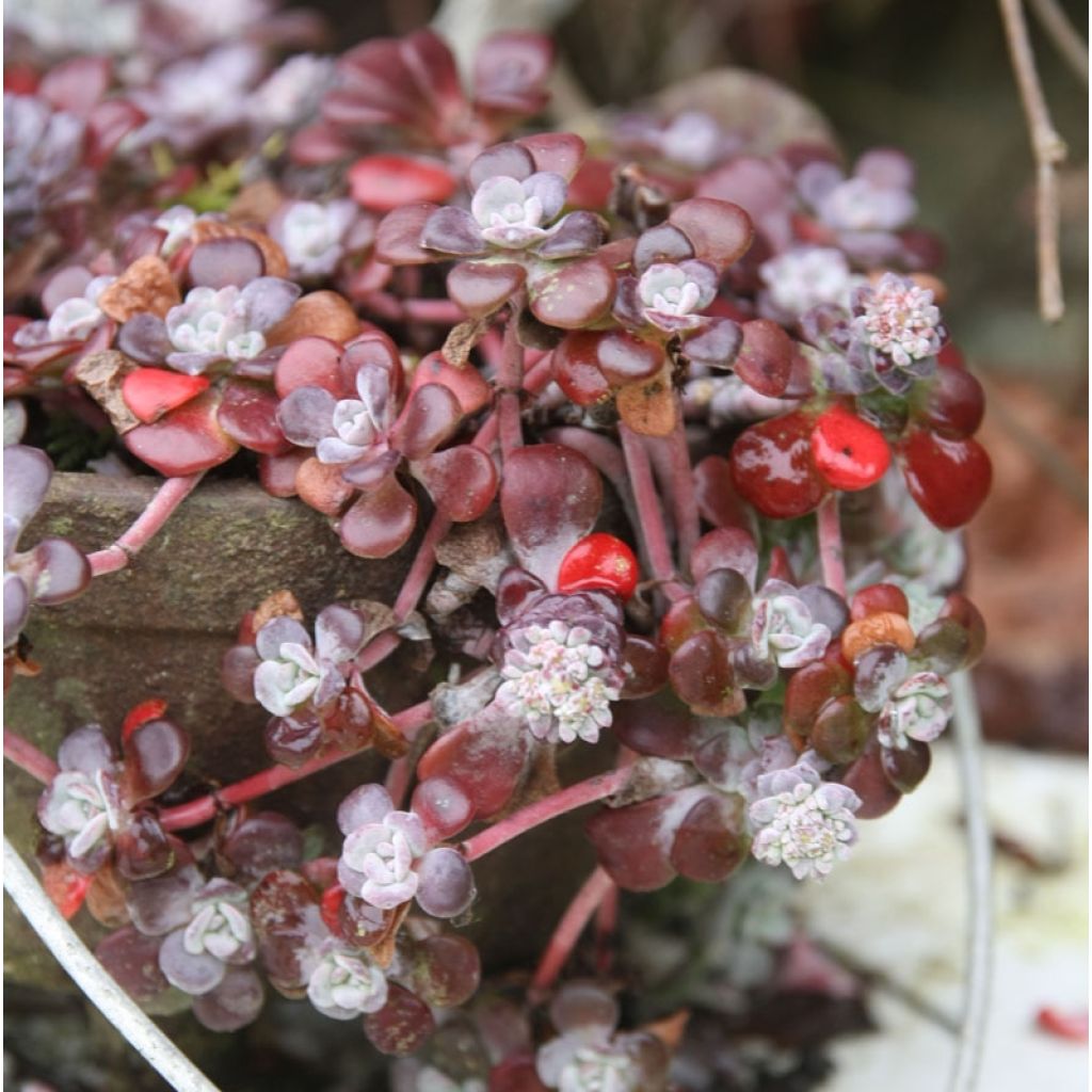 Sedum spathulifolium Purpureum - Stonecrop
