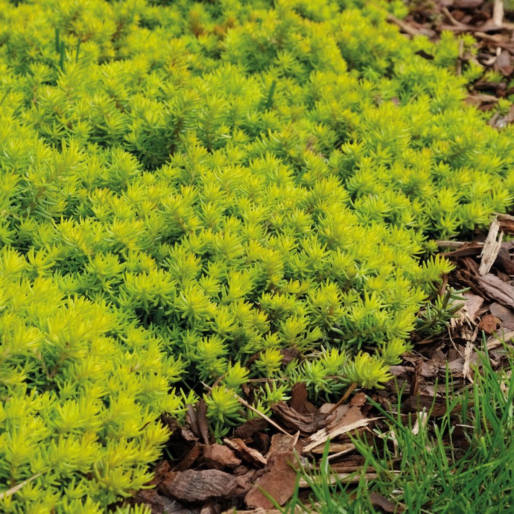 Sedum rupestre Angelinas Teacup - Stonecrop