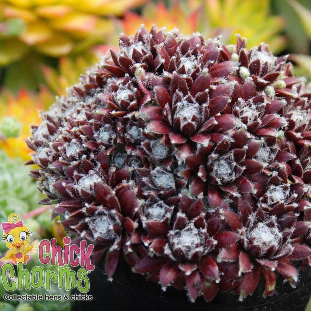 Sempervivum Chick Charms Cosmic Candy