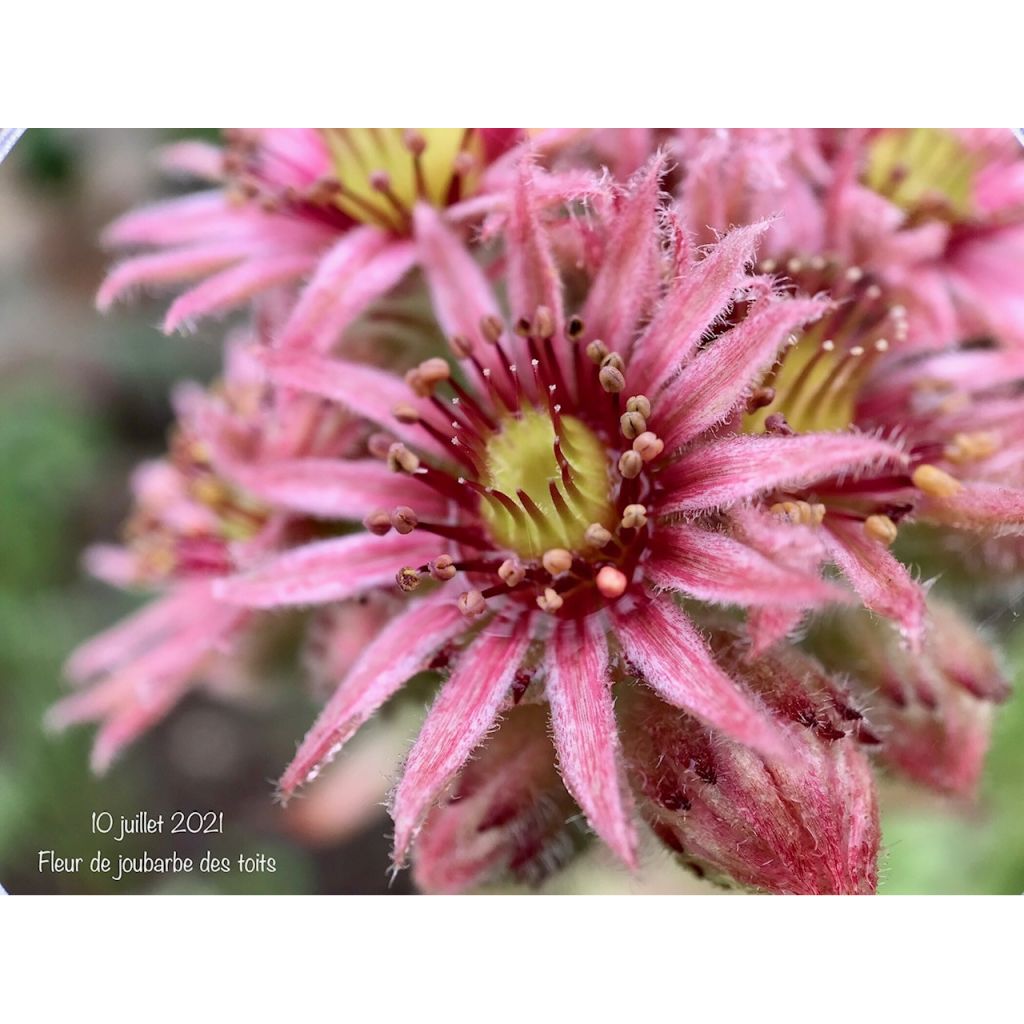 Sempervivum tectorum