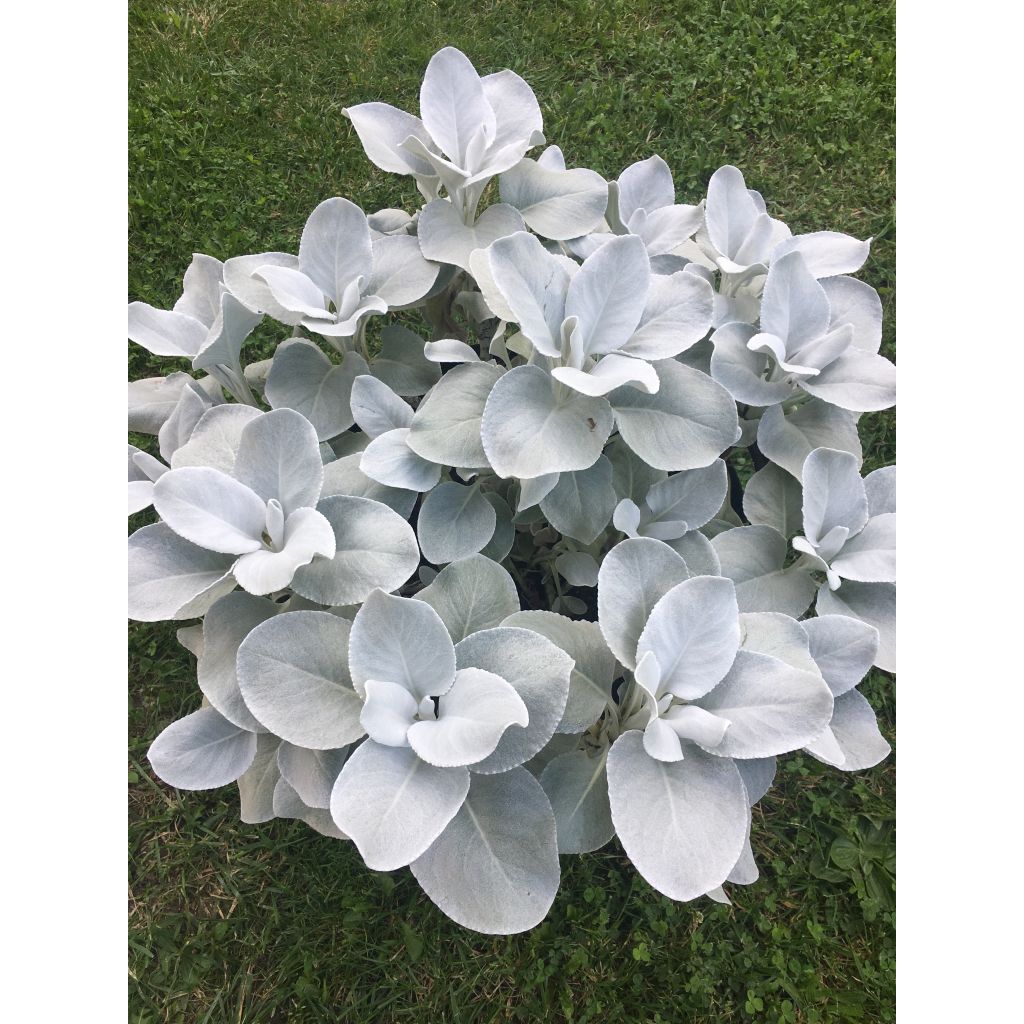 Senecio candidans Angel Wings