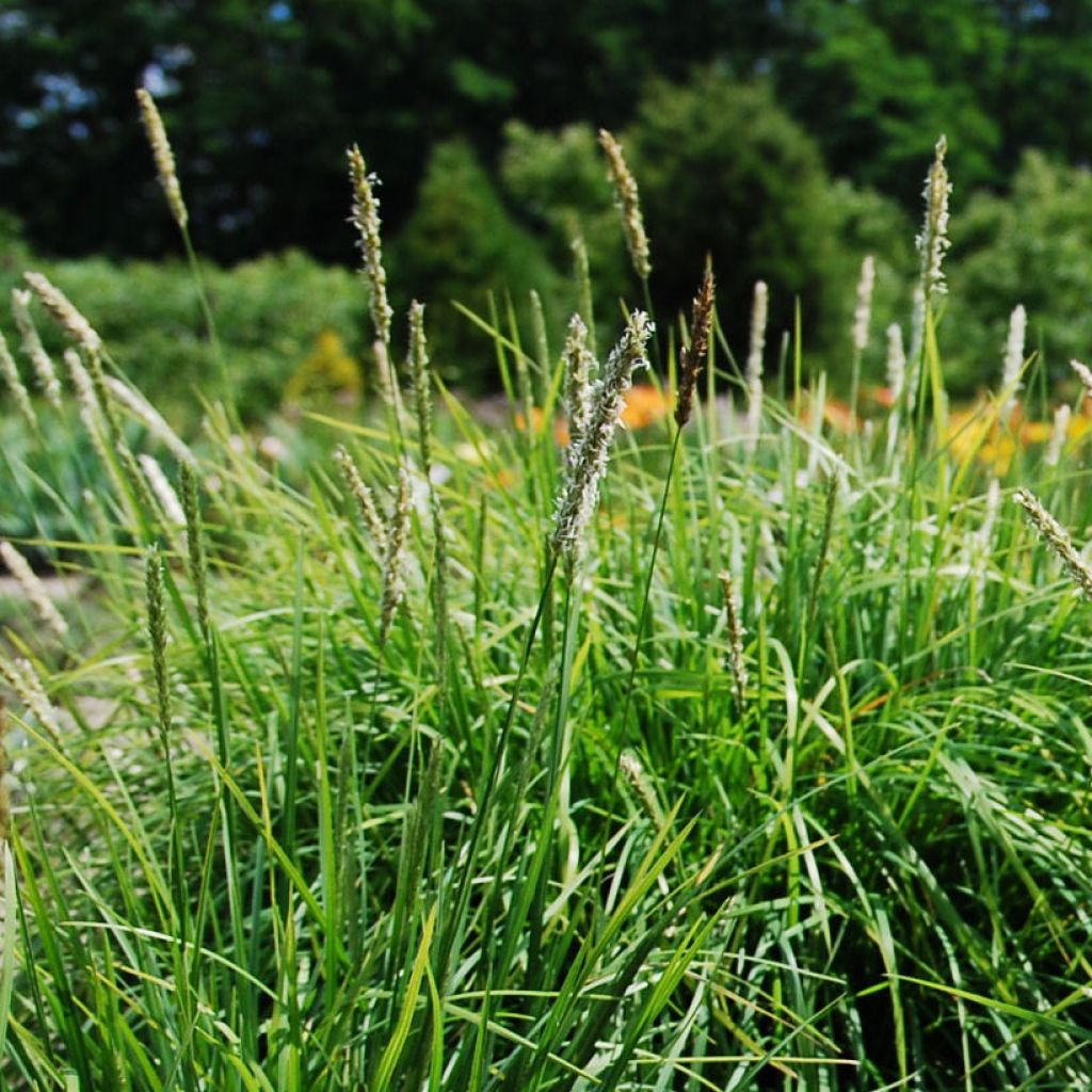 Sesleria autumnalis