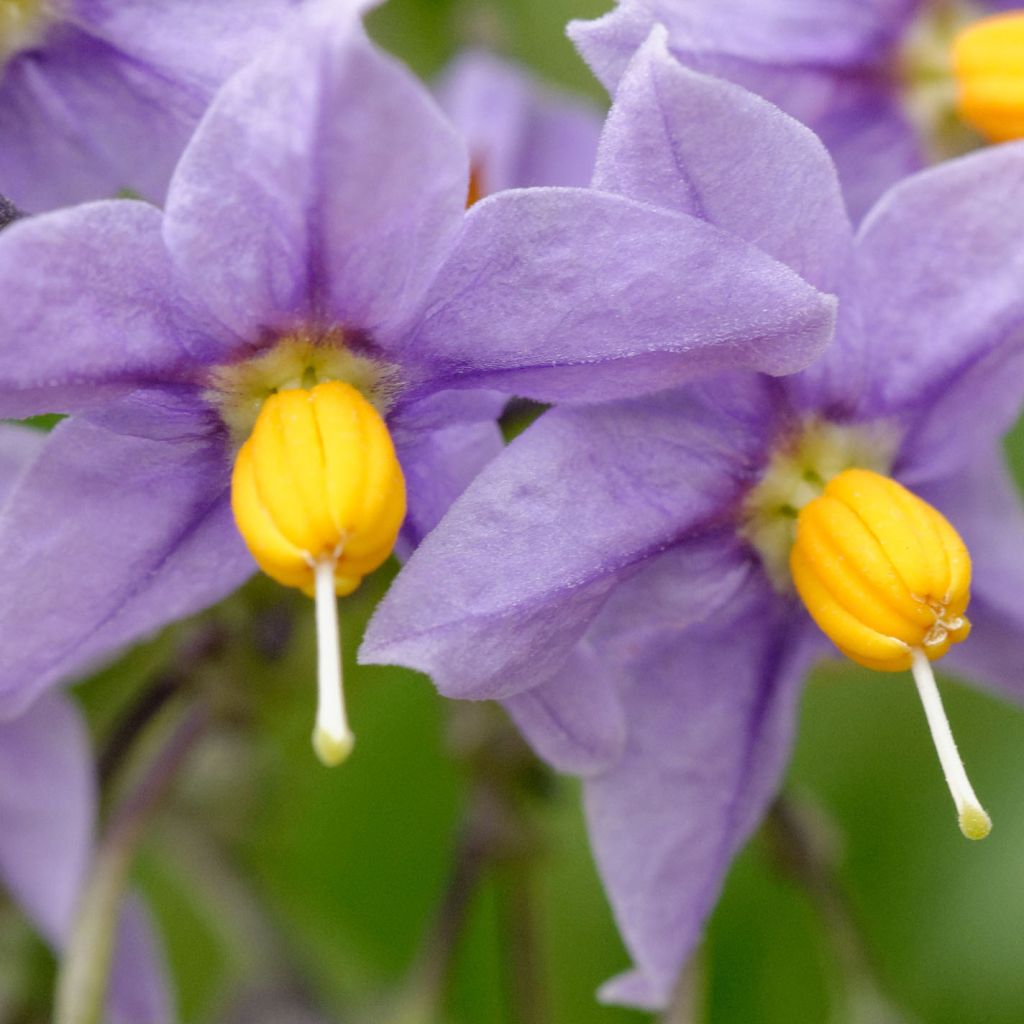 Solanum crispum Glasnevin