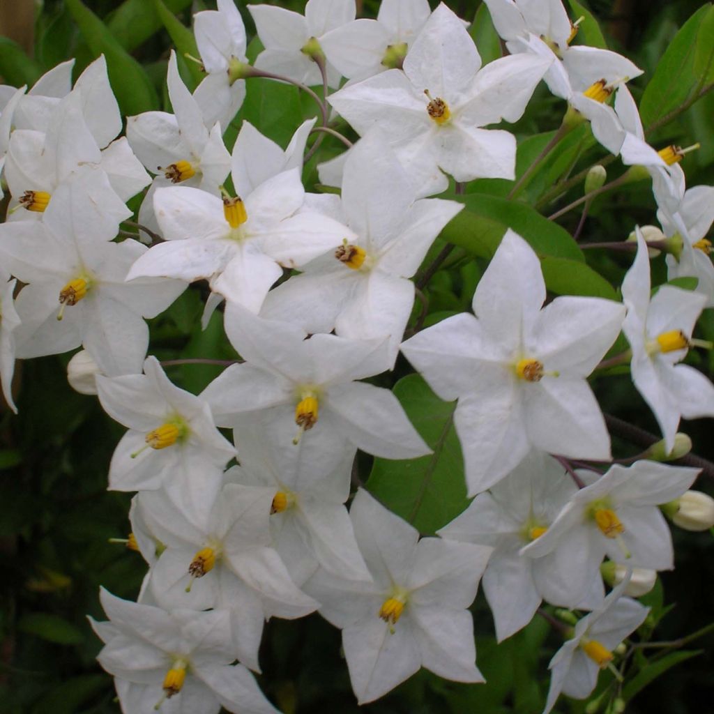 Solanum jasminoides Album